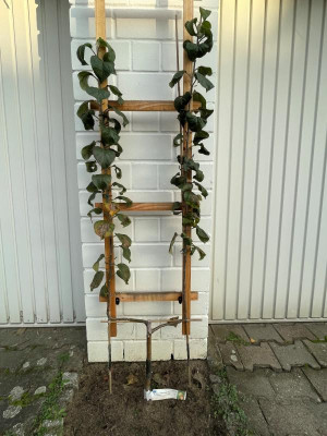 Apfel heute.jpg