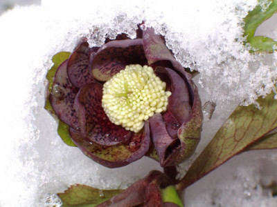 Helle-dopp-Schnee.jpg