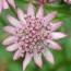 Astrantia_Claret.jpg