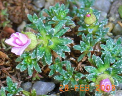 Saxifraga_-kabschia.JPG