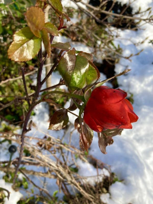 9.12.21 Rose 'Nubya'.jpg