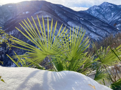 9.12.21 Palmwedel vor Bergen.jpg