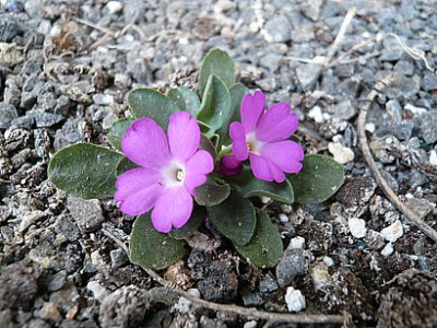Primula_allionii_2_fars_2008.jpg