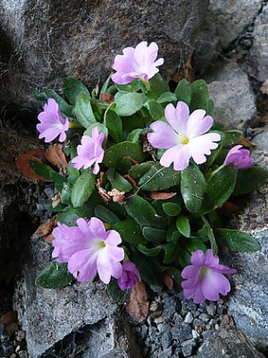 Primula_allionii_3_fars_2008.jpg