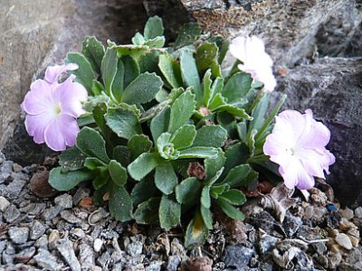 Primula_allionii_4_fars_2008.jpg