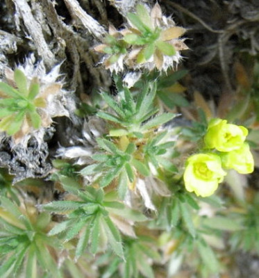 Draba-Hungerblumchen.JPG