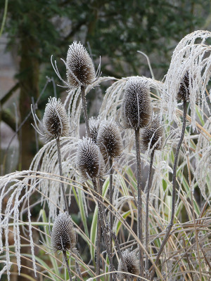 2021-12-11 Gartenimpressionen 4.jpg
