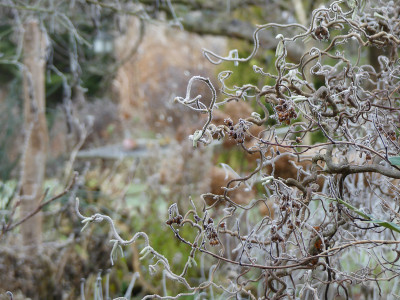 2021-12-11 Gartenimpressionen 6.jpg