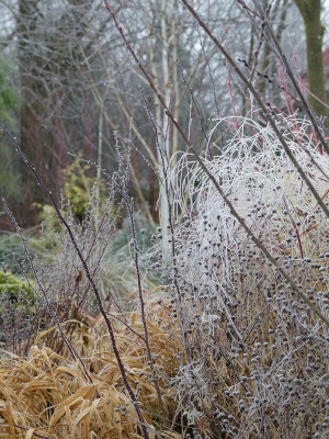 2021-12-11 Gartenimpressionen 12.jpg