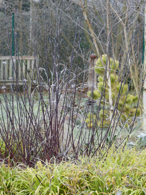 2021-12-11 Cornus 'Kesselringii' 1.jpg