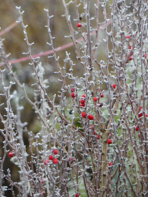2021-12-11 Berberis thunbergii.jpg