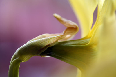 Narcissus_2.jpg