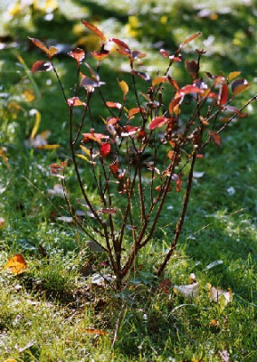 cornus_alba_kesselringii.JPG