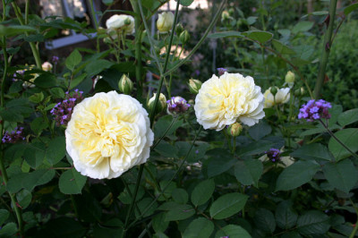 Rose_The_Pilgrim0107a.jpg