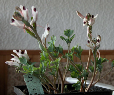 Image1_u.jpg