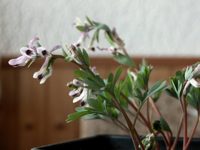 DSCN0041.jpg