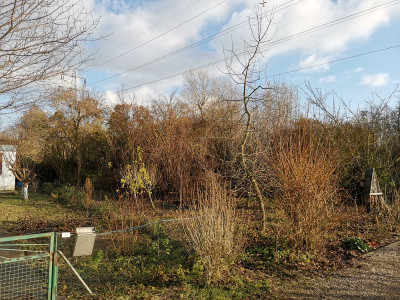 Wäldchen 20211211.jpg