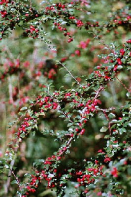 cotoneastersamling_mit_fruchten.JPG