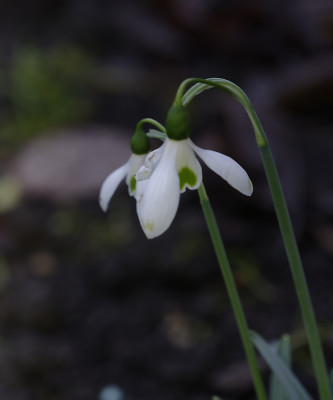 DSC_3954_DxO.jpg