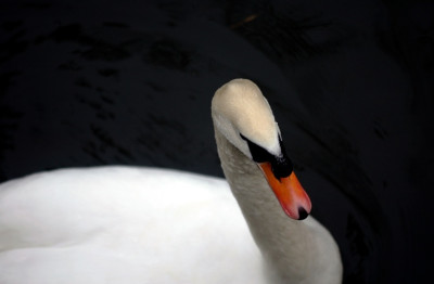 Schwan_Ermenonville_1_29-02-2008.jpg
