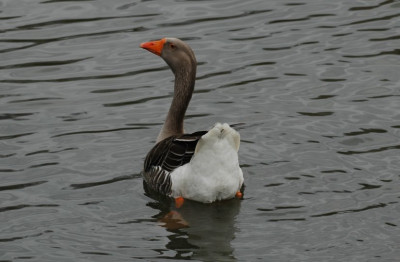 Geflugel__Ermenonville_1_29-02-2008.jpg