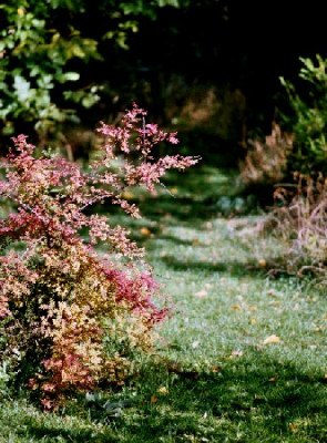rosa_hugonis.JPG