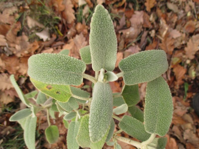 Phlomis fruticosa 'Alba' 20211216_02.JPG