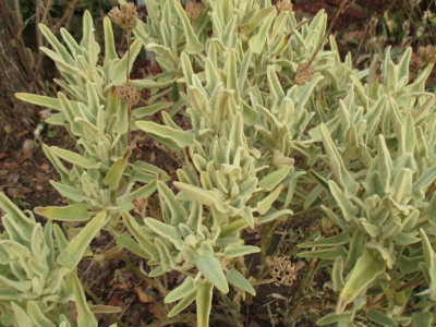 Phlomis italica 20211216_02.JPG