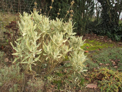 Phlomis italica 20211216_04.JPG