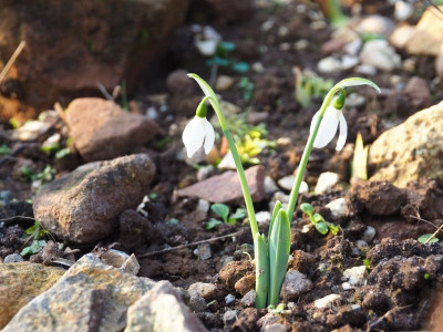 Galanthus elwesii Hiemalis Zipfel PC170699.JPG