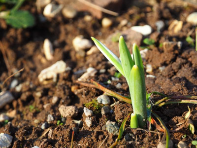 Galanthus elwesii Hiemalis im Aufbruch PC170702.JPG