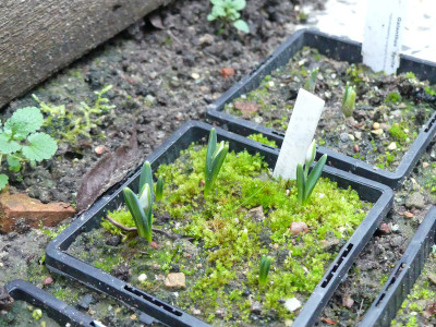 2021-12-17 Galanthus 'Three Ships' 1.jpg