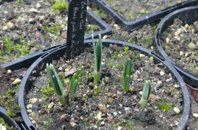 2021-12-17 Galanthus 'Hans guck in die Luft' 1.jpg