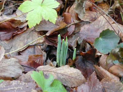 2021-12-17 Galanthus 'Fly Fishing' 1.jpg