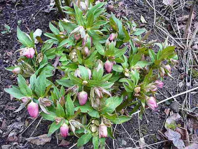 helleborus_20080001.jpg