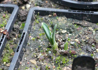 2021-12-17 Galanthus 'Seraph' 1.jpg