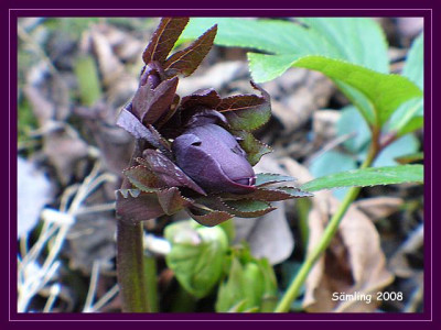 helleborus_Samling.jpg