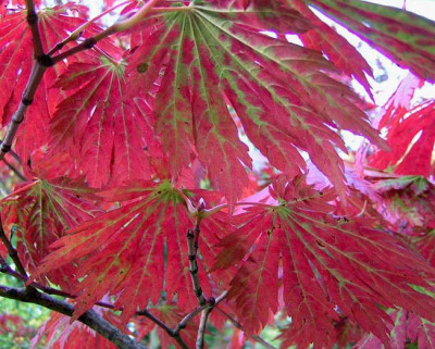 acer_aconiti_B21004.jpg