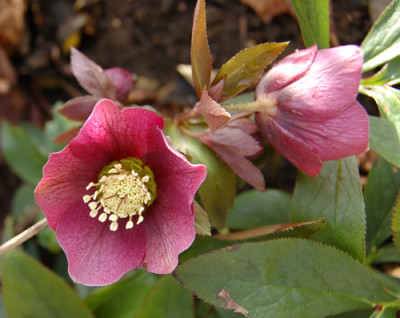 Helleborus_1_DSC_0390.jpg