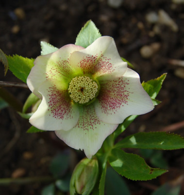 Helleborus_2_DSC_0396.jpg