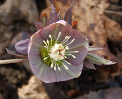 Helleborus_3_DSC_0398.jpg