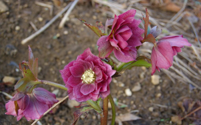 Helleborus_4_DSC_0403.jpg