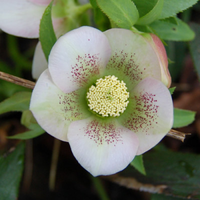Helleborus_6_DSC_0411.jpg