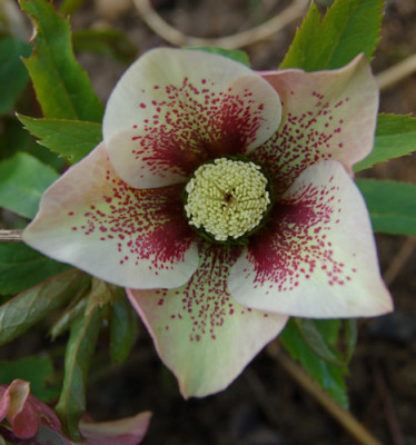 Helleborus_7_DSC_0416.jpg