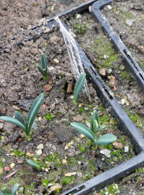 2021-12-19 Galanthus Absaat Seraph 3.jpg