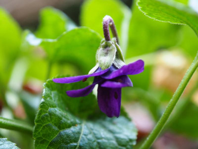 Viola odorata 'Baronne Alice de Rothschild' PC190696.JPG