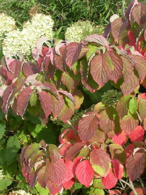 cornusflorida.jpg