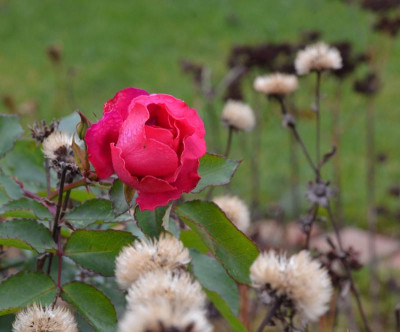 Rose-OrientaAladdin.21-5.jpg