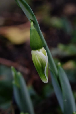 DSCF5548.JPG