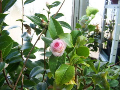 100_0951_Camellia_jap._Mrs._Tingley__640.jpg